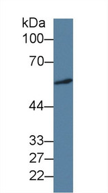 Western Blot; Sample: Human A549 cell lysate; Primary Ab: 3µg/ml Mouse Anti-Human ICA1 Antibody Second Ab: 0.2µg/mL HRP-Linked Caprine Anti-Mouse IgG Polyclonal Antibody