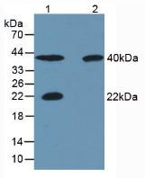 Western Blot; Sample: Lane1: Porcine Skeletal Muscle Tissue; Lane2: Rat Skeletal Muscle Tissue; Lane3: Human Liver Tissue; Lane4: Human Lung Tissue.