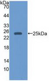 Western Blot; Sample: Recombinant EBI3, Human.