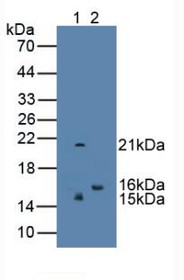 Western Blot; Sample: Lane1: Human Serum; Lane2: Rat Testis Tissue.