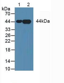 Western Blot; Sample: Lane1: Human Lung Tissue; Lane2: Human HepG2 Cells.