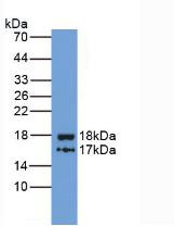 Western Blot;Sample: Recombinant ITIH4, Human