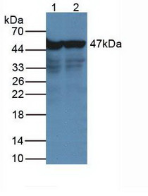 Western Blot Lane1: Human Hepg2 Cells Lane2: Human Hela Cells Primary Ab: 2µg/mL Rabbit Anti-Human NSE Ab Second Ab: 1:5000 Dilution of HRP-Linked Rabbit Anti-Mouse IgG Ab