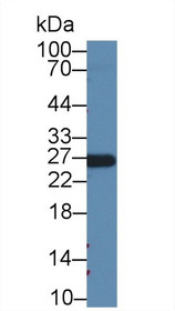 Western Blot; Sample: Human Serum; Primary Ab: 2µg/ml Mouse Anti-Human APOA1 Antibody Second Ab: 0.2µg/mL HRP-Linked Caprine Anti-Mouse IgG Polyclonal Antibody