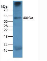 Western Blot; Sample: Human Lung Tissue.