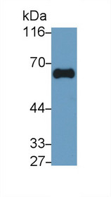 Western Blot; Sample: Porcine Kidney lysate Primary Ab: 0.01μg/ml Mouse Anti-Human gGT1 Antibody Second Ab: 0.2µg/mL HRP-Linked Caprine Anti-Mouse IgG Polyclonal Antibody