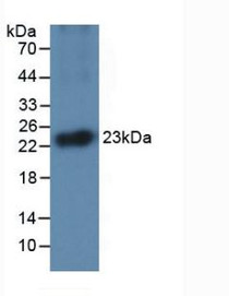 Western Blot; Sample: Recombinant IL1a, Equine.