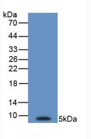 Western Blot; Sample: Recombinant EDN1, Human.