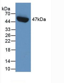 Western Blot; Sample: Recombinant PAI1, Human.