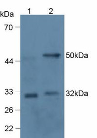 Western Blot; Sample: Lane1: Human 293T Cells; Lane2: Rat Thymus Tissue.