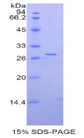 Figure 1. SDS-PAGE