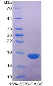 Figure 1. SDS-PAGE