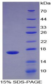 Figure 1. SDS-PAGE