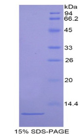 Figure 1. SDS-PAGE