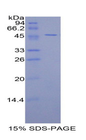 Figure 1. SDS-PAGE