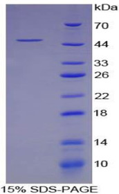 Figure 1. SDS-PAGE