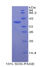 Figure 1. SDS-PAGE