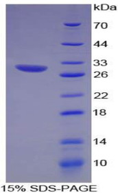Figure 1. SDS-PAGE