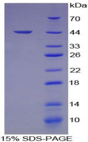 Figure 1. SDS-PAGE