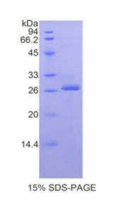 Figure 1. SDS-PAGE
