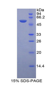 Figure 1. SDS-PAGE