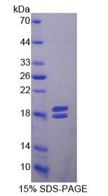 Figure 1. SDS-PAGE