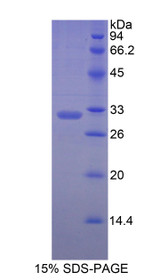 Figure 1. SDS-PAGE