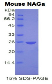 Figure 1. SDS-PAGE