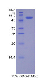 Figure 1. SDS-PAGE