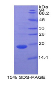 Figure 1. SDS-PAGE