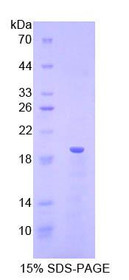 Figure 1. SDS-PAGE