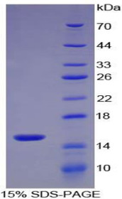 Figure 1. SDS-PAGE