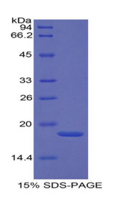 Figure 1. SDS-PAGE