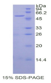 Figure 1. SDS-PAGE