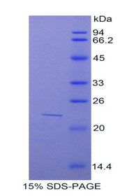 Figure 1. SDS-PAGE