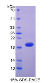 Figure 1. SDS-PAGE