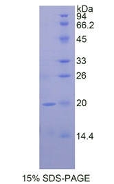 Figure 1. SDS-PAGE