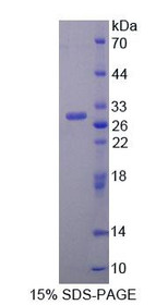 Figure 1. SDS-PAGE