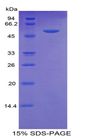 Figure 1. SDS-PAGE