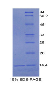 Figure 1. SDS-PAGE
