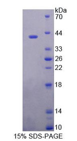 Figure 1. SDS-PAGE
