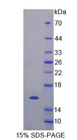 Figure 1. SDS-PAGE