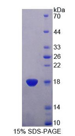 Figure 1. SDS-PAGE