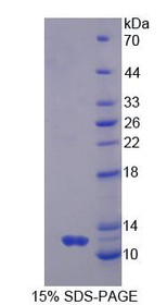 Figure 1. SDS-PAGE