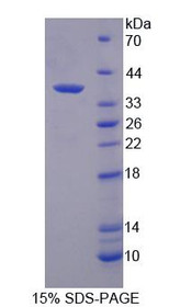 Figure 1. SDS-PAGE
