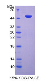 Figure 1. SDS-PAGE