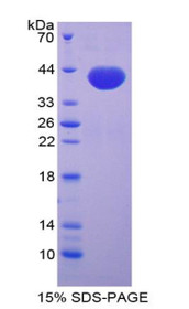 Figure 1. SDS-PAGE