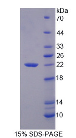 Figure 1. SDS-PAGE