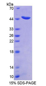 Figure 1. SDS-PAGE