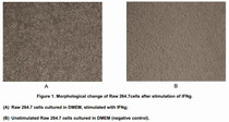 Interferon gamma (IFNγ) is a dimerized soluble cytokine that is the only member of the type II class of interferons. The importance of IFNγ in the immune system stems in part from its ability to inhibit viral replication directly, and most importantly from its immunostimulatory and immunomodulatory effects. It has been reported that IFN-γ promotes production of inducible Nitric Oxide Synthase (iNOS) in macrophages as an important activator. After stimulated with IFN-γ, morphological changes will occur in murine macrophage cell line (Raw 264.7 cells), and inducible nitric-oxide synthase (iNOS) in the cells will increase. Raw 264.7 cells were incubated in DMEM with IFN-γ (10ng/mL) for 24h, then cells were observed by inverted microscope and iNOS in cell lysates was detected by ELISA. Effect of IFN-γ on morphological change of Raw 246.7 cells was shown in Figure 1.